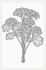 Vibrant Parsley Coloring Pages parsley-coloring